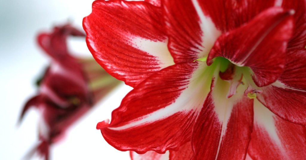 plantar Amarilis en Tenerife