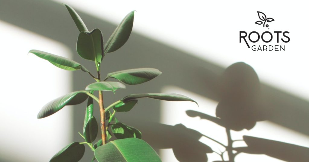 Ubicar las plantas en casa