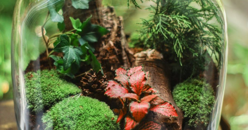 Hacer tu propio terrario