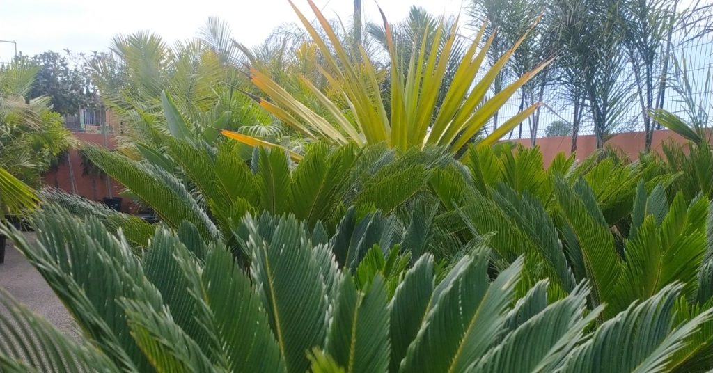Palmeras en ROOTS garden