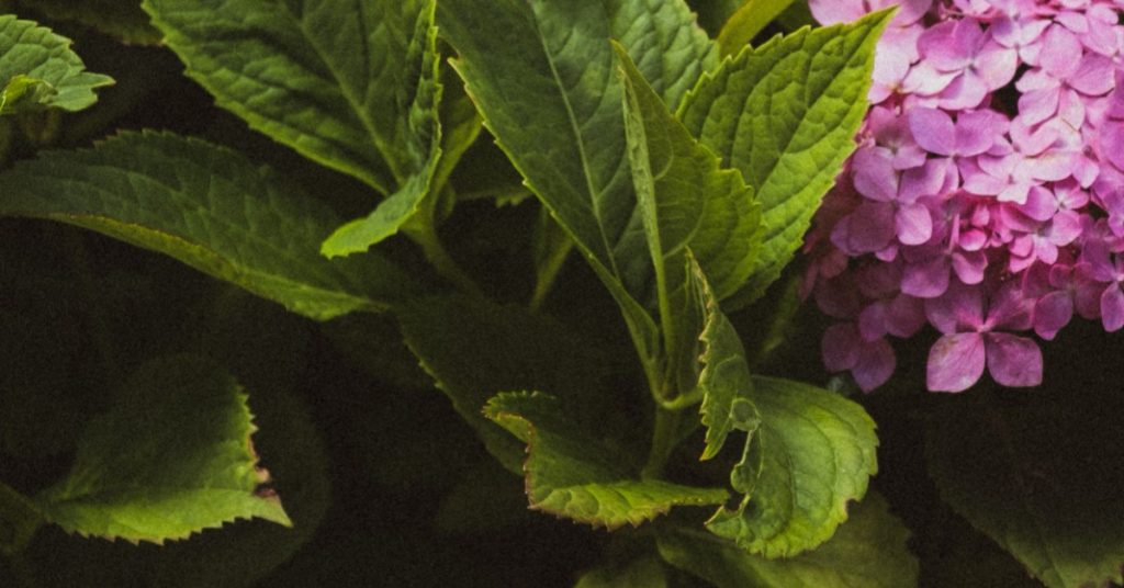 Plantas perennes que prosperan en la sombra