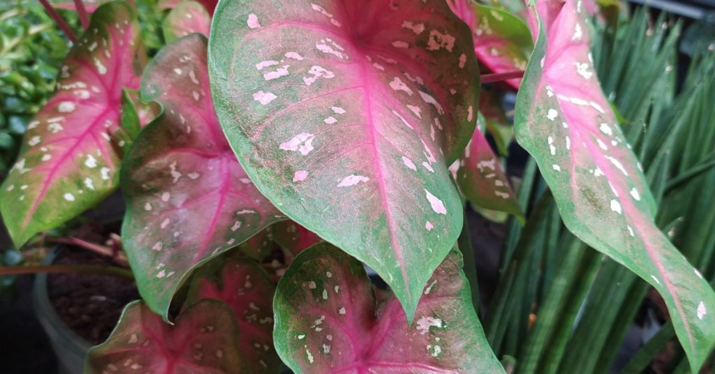 Caladium bicolor en Tenerife