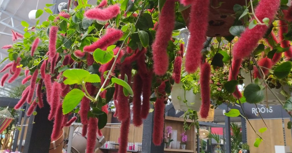 Cultivar acalifas como planta en interiores