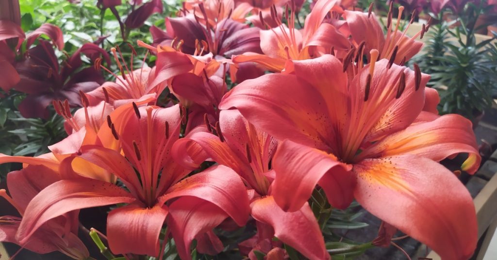 Cultivar lirios en interiores