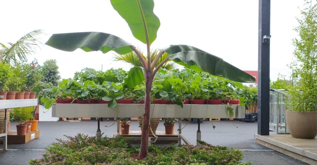 Cultivar una platanera en Tenerife