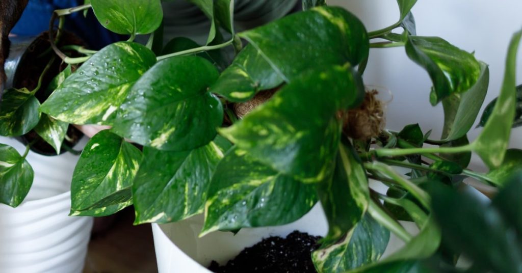 Identificar la carencia de nutrientes en las plantas