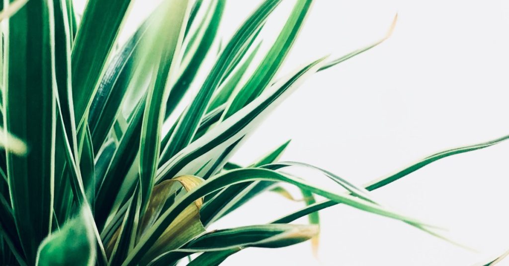 Impacto del exceso de nutrientes en las plantas